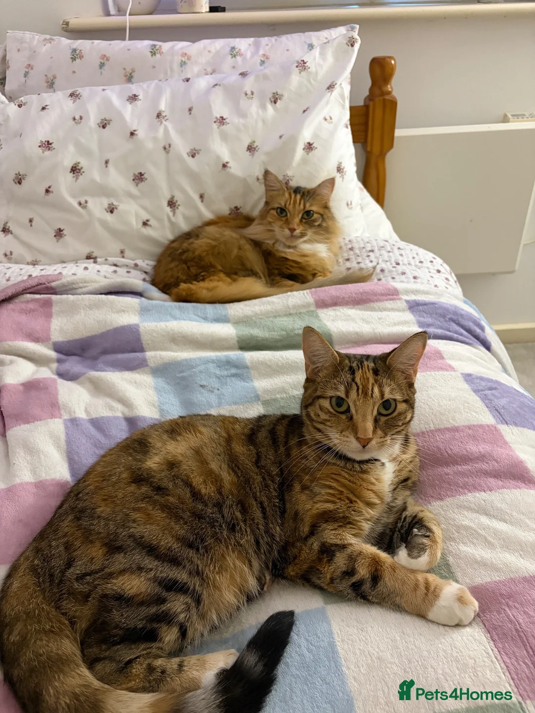Mixed Breed cats for sale: 2  beautiful female cats in Southampton - Advert 2