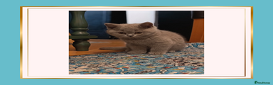 British Shorthair Kitten 4