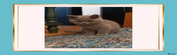 British Shorthair cats for sale: British Shorthair Kittens –Available now - Advert 7