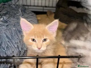 Maine Coon cats 🐾 Stunning Maine Coon Boys From Pedigree Father - Advert 3