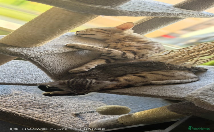 Bengal cats - Advert 10