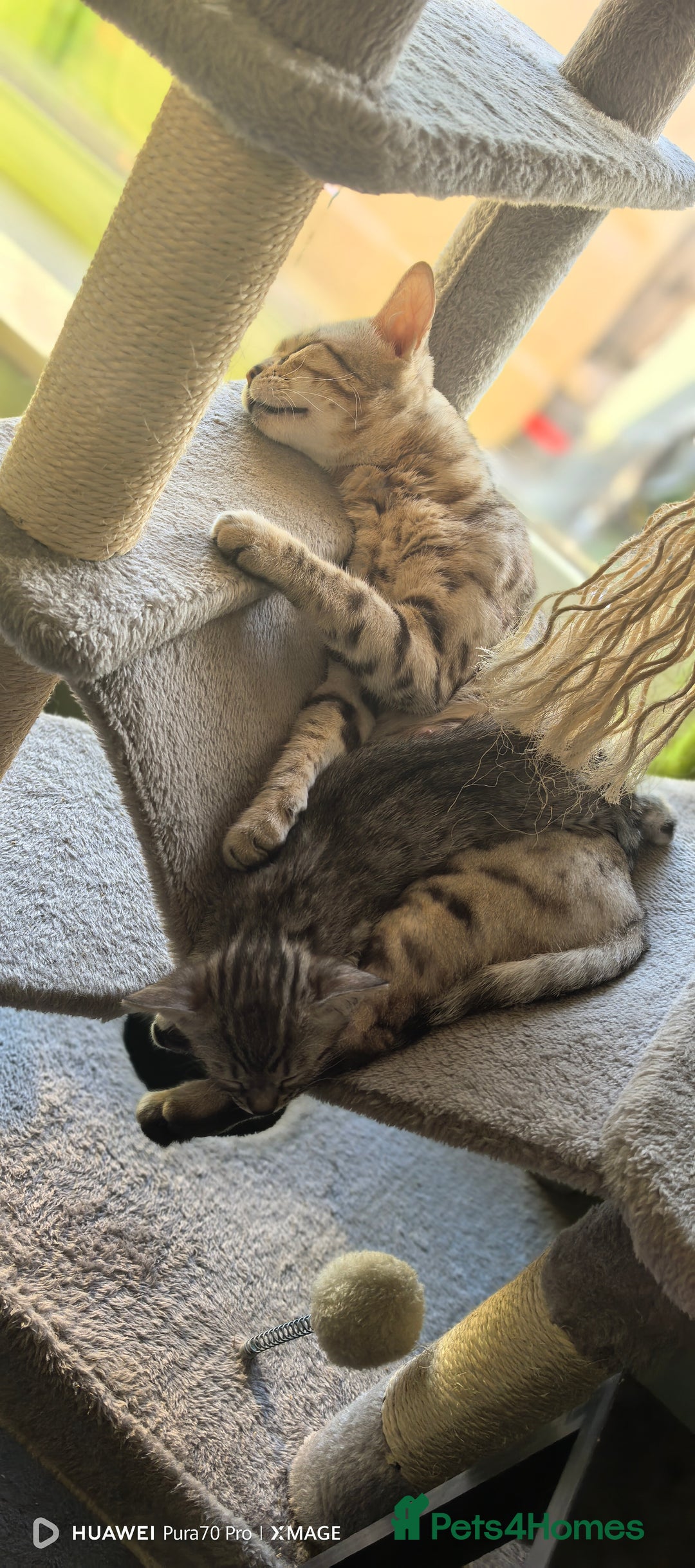 Bengal cats for sale: Silver Bengal kitten for sale  - Advert 7