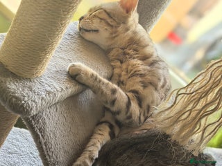 Bengal cats - Advert 28