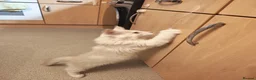 Maine Coon cats for sale: TICA registered purebred Main Coon Kittens - Advert 11