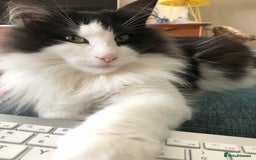 Norwegian Forest Cat cats for sale: Cuddly male Norwegian looking for forever home - Image 9