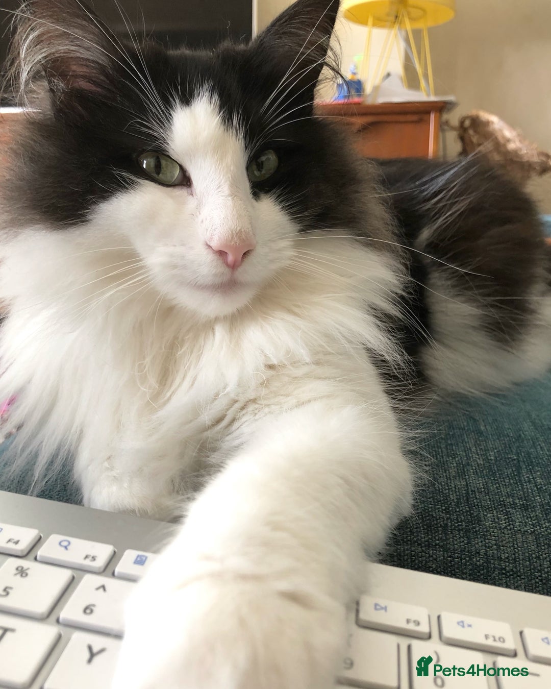 Norwegian Forest Cat cats for sale: Cuddly male Norwegian looking for forever home - Image 9