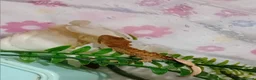 Lizard reptiles for sale: Several baby crested geckos for sale - Advert 4
