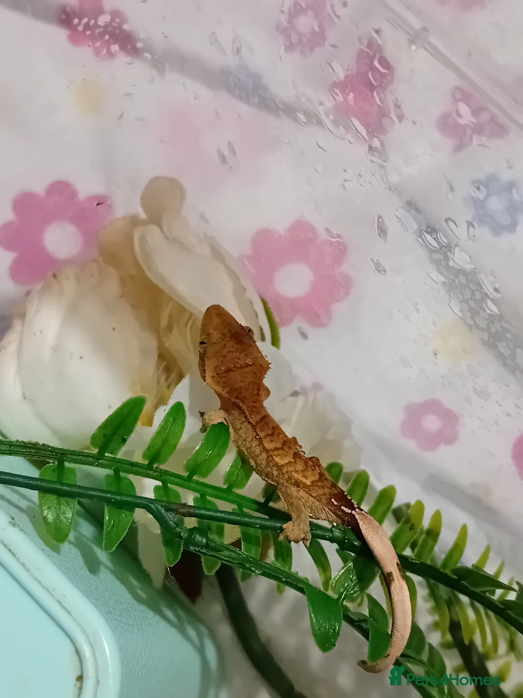 Lizard reptiles for sale: Several baby crested geckos for sale - Advert 4