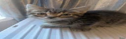 Mixed Breed cats for sale: 2 female kittens for sale - Advert 1