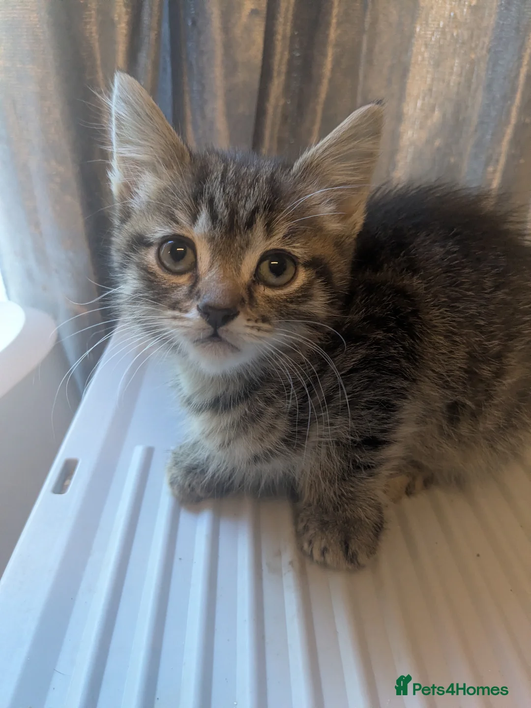 Mixed Breed cats for sale: 2 female kittens for sale - Advert 1