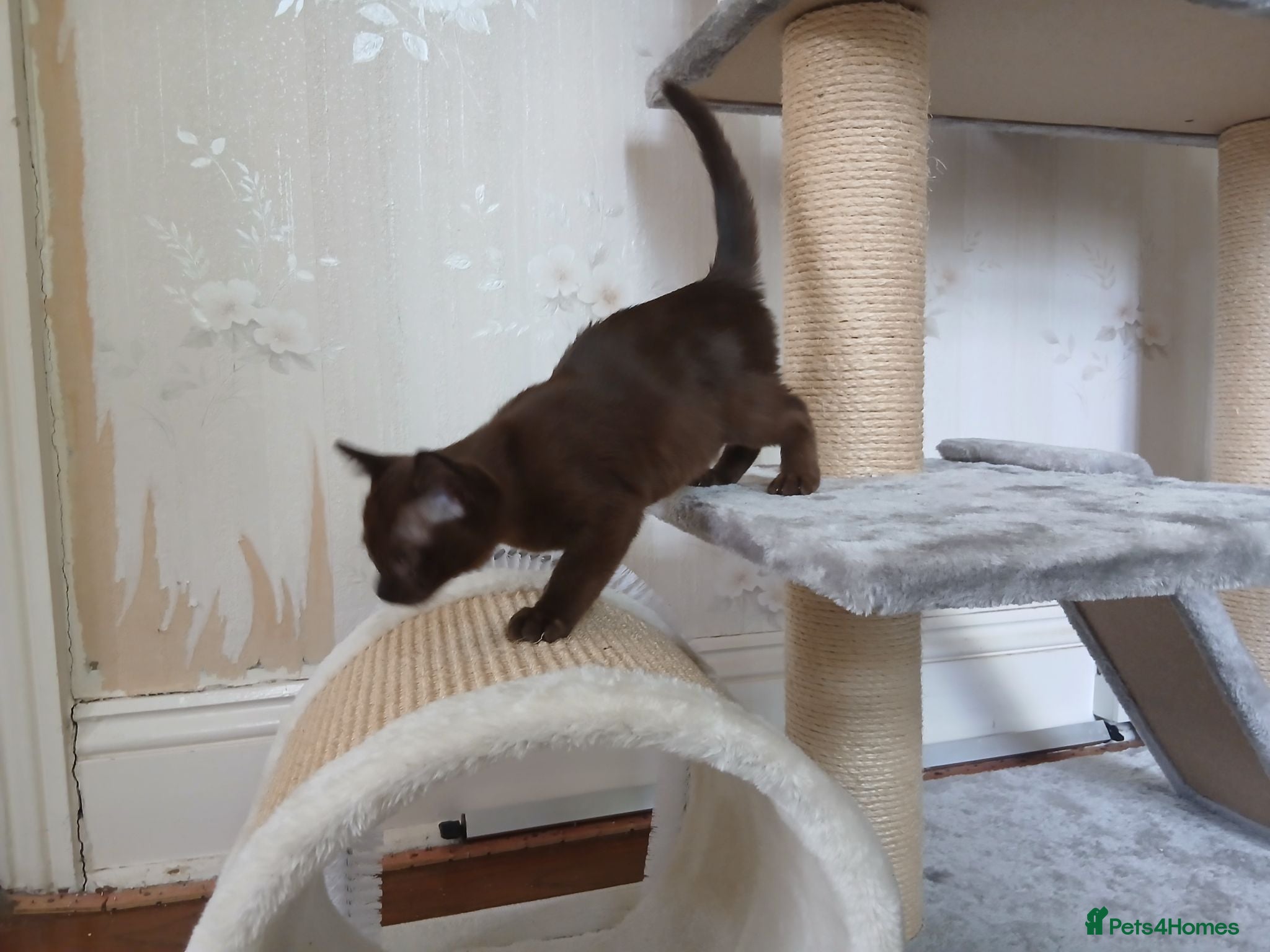 Burmese cats Beautiful Brown Burmese Female Kitten. GCCF  - Advert 10
