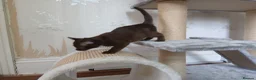 Burmese cats for sale: Beautiful Brown Burmese Female Kitten. GCCF  - Advert 1