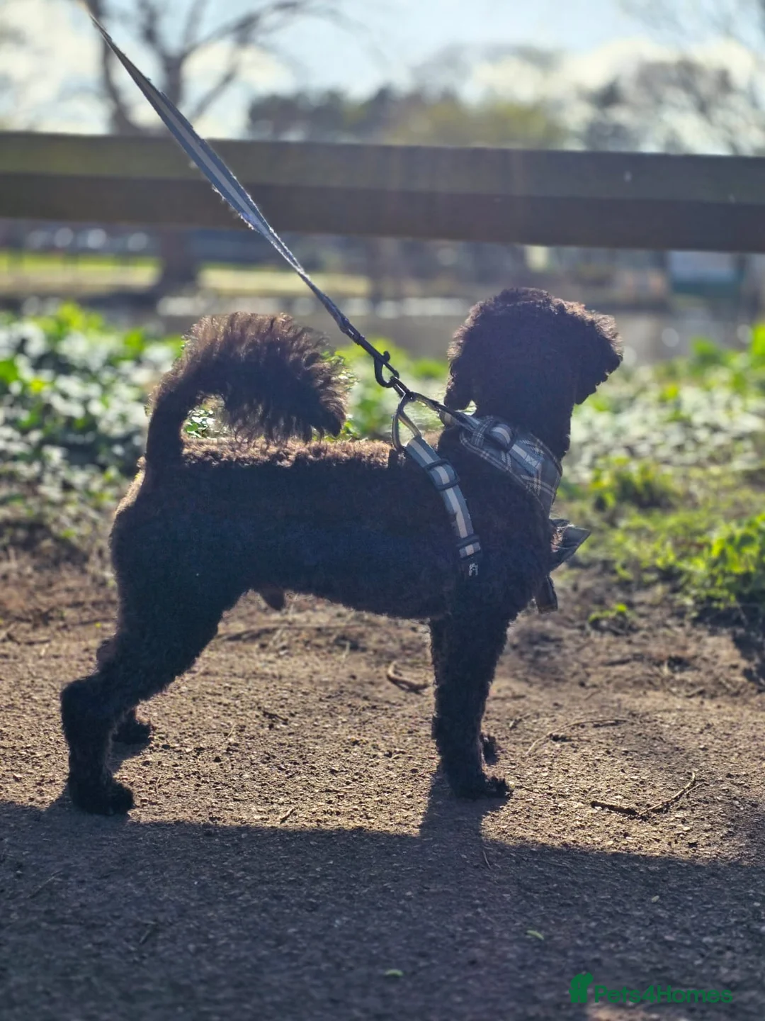 Toy Poodle dogs for stud: Beau. Stud Toy Poodle  - Advert 2