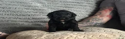 Bordoodle dogs for sale: F1b Miniature Bordoodle  - Advert 23