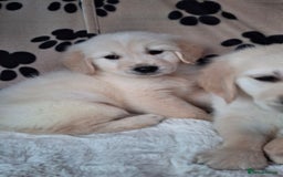 Golden Retriever dogs for sale: Kc, health tested, show type, golden retrievers. - Advert 18