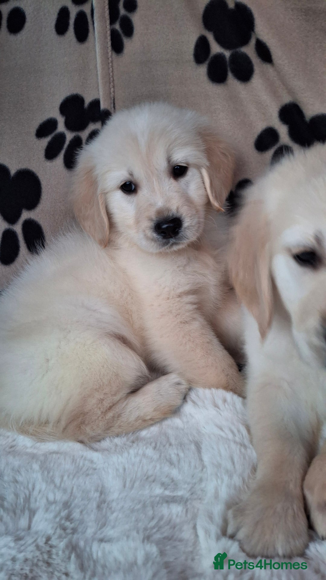 Golden Retriever dogs for sale: Kc, health tested, show type, golden retrievers. - Advert 18