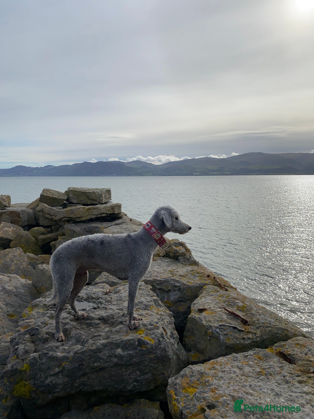 Mixed Breed dogs for sale: Beautiful Bedlington/Greyhound Cross  - Advert 15