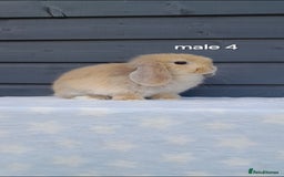 Mini Lop rabbits for sale: Purebred minilops - Image 11