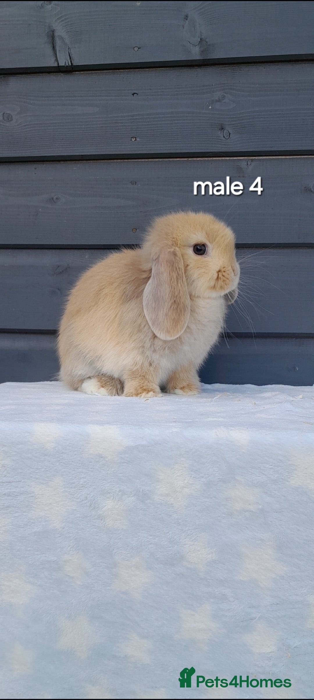 Mini Lop rabbits for sale: Purebred minilops - Image 11