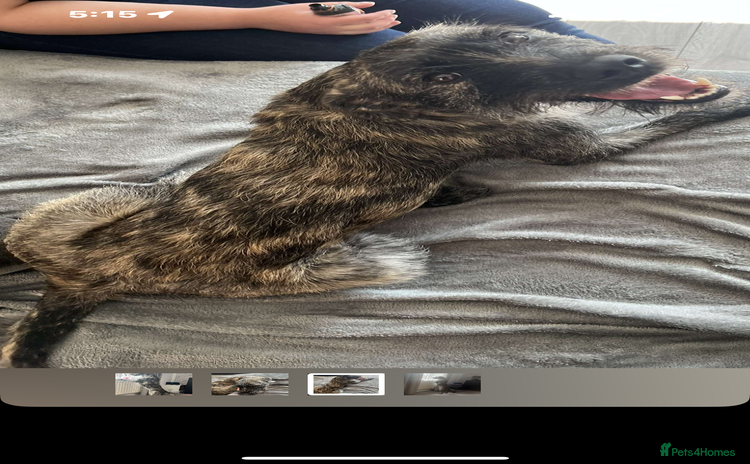 Mixed Breed dogs for sale - Advert 1