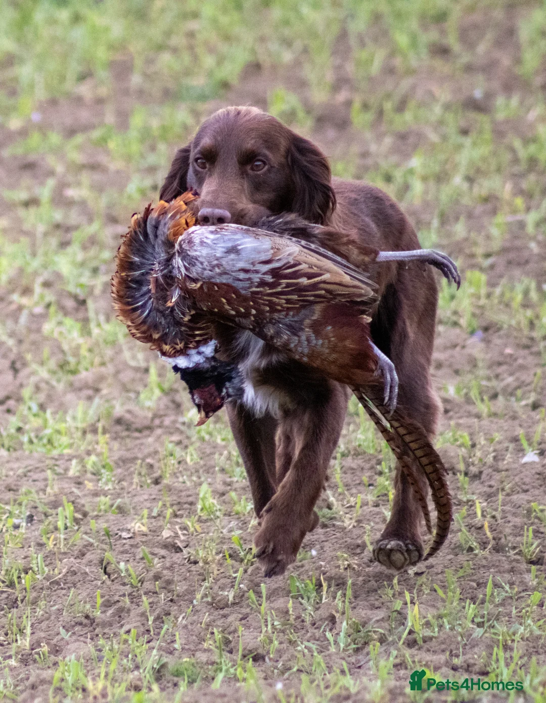 Cocker Spaniel dogs for stud: Cocker spaniel for stud extensively health tested  in Shrewsbury - Advert 36