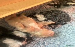 English Bulldog dogs for sale: English bulldog puppies - Image 22