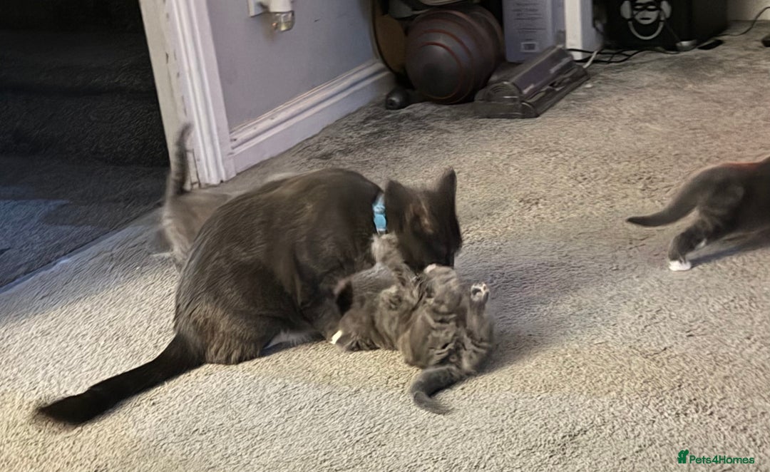 British Shorthair cats for sale: Two beautiful bi colour girls ready for new homes  - Advert 12