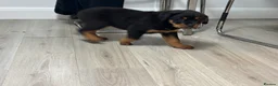 Rottweiler dogs for sale: 🐾🐶 beautifulRottweiler puppies 3 Girls Left🐶🐾 - Advert 33