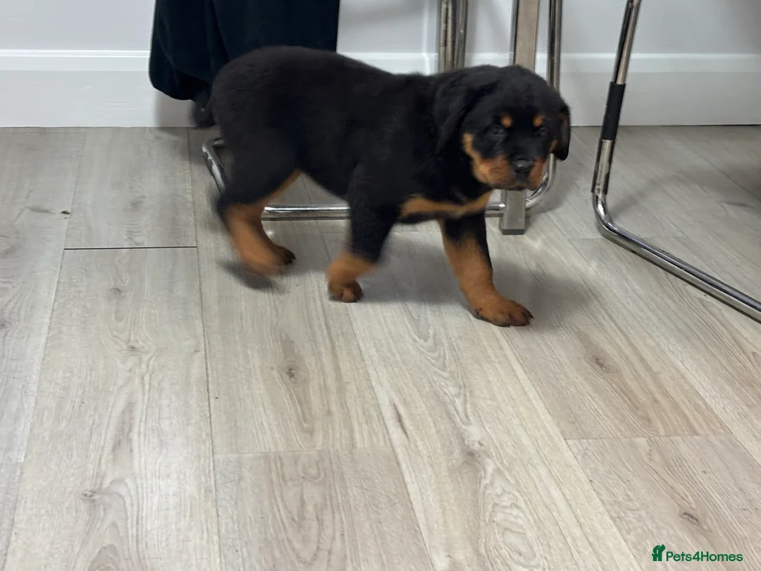 Rottweiler dogs for sale: 🐾🐶 beautifulRottweiler puppies 3 Girls Left🐶🐾 - Advert 33