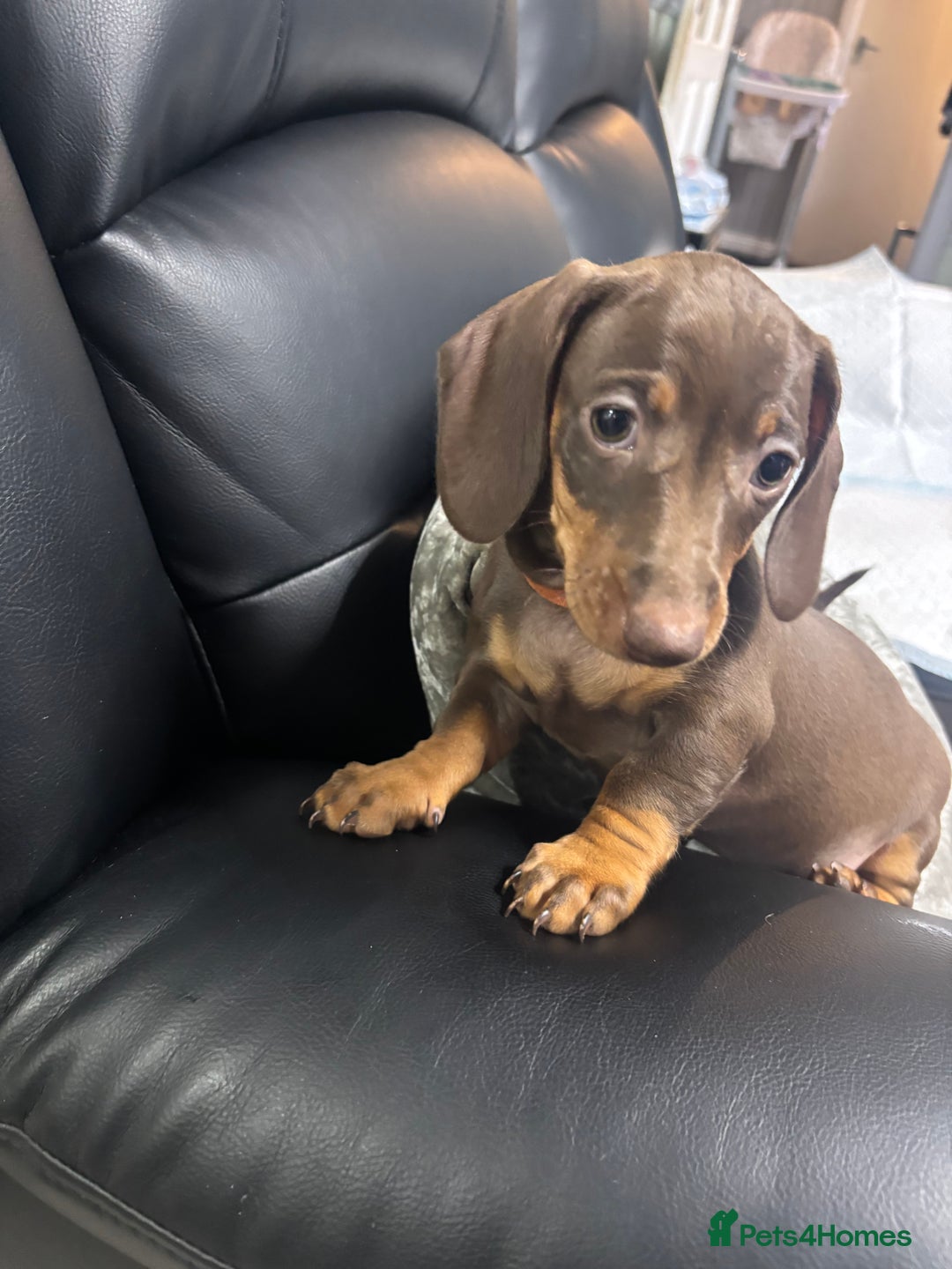 Miniature Dachshund dogs for sale: Beautiful Miniature Dachshunds  - Image 18