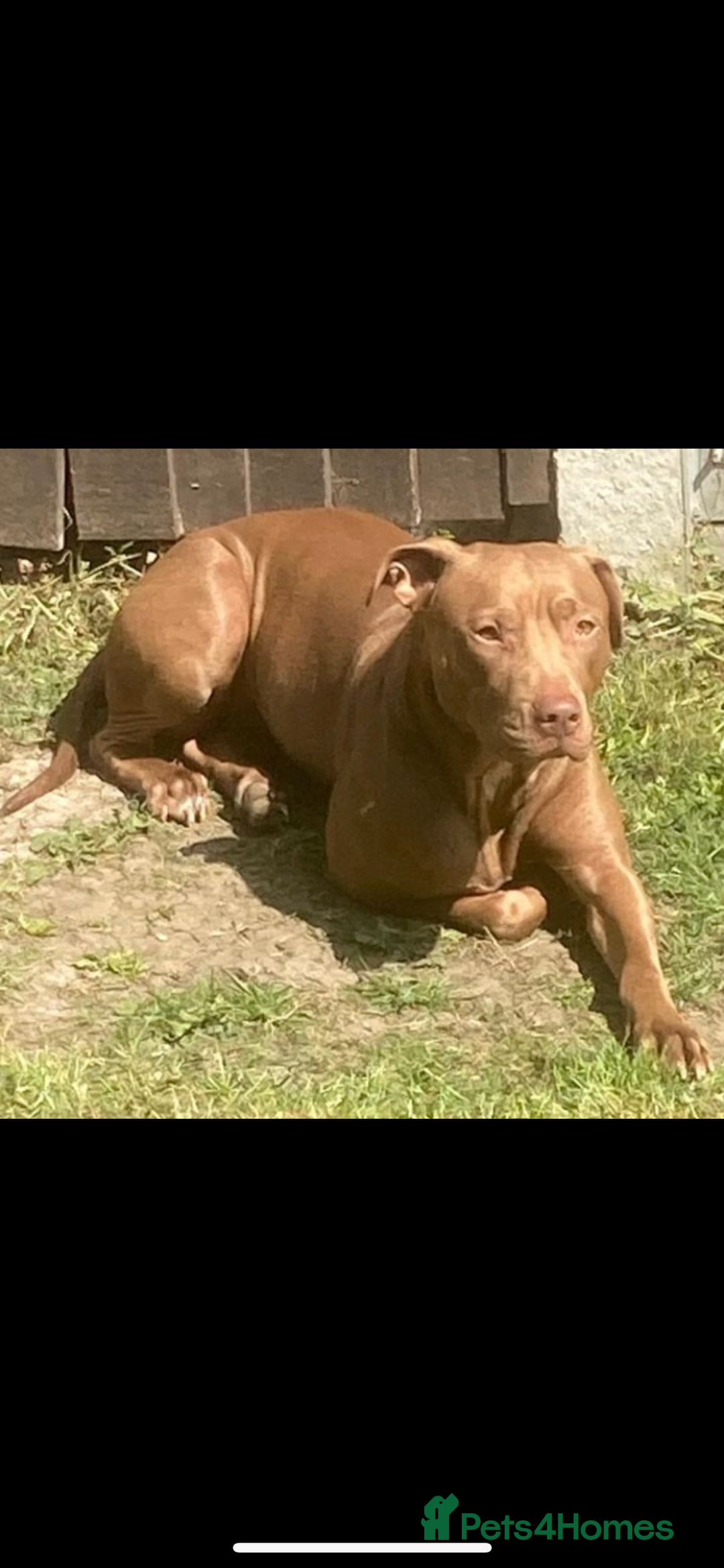 Mixed Breed dogs for sale: Staff puppies - Advert 8