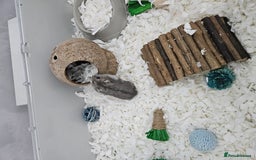 Hamster rodents for sale: Hamster and cage free to good home - Image 2