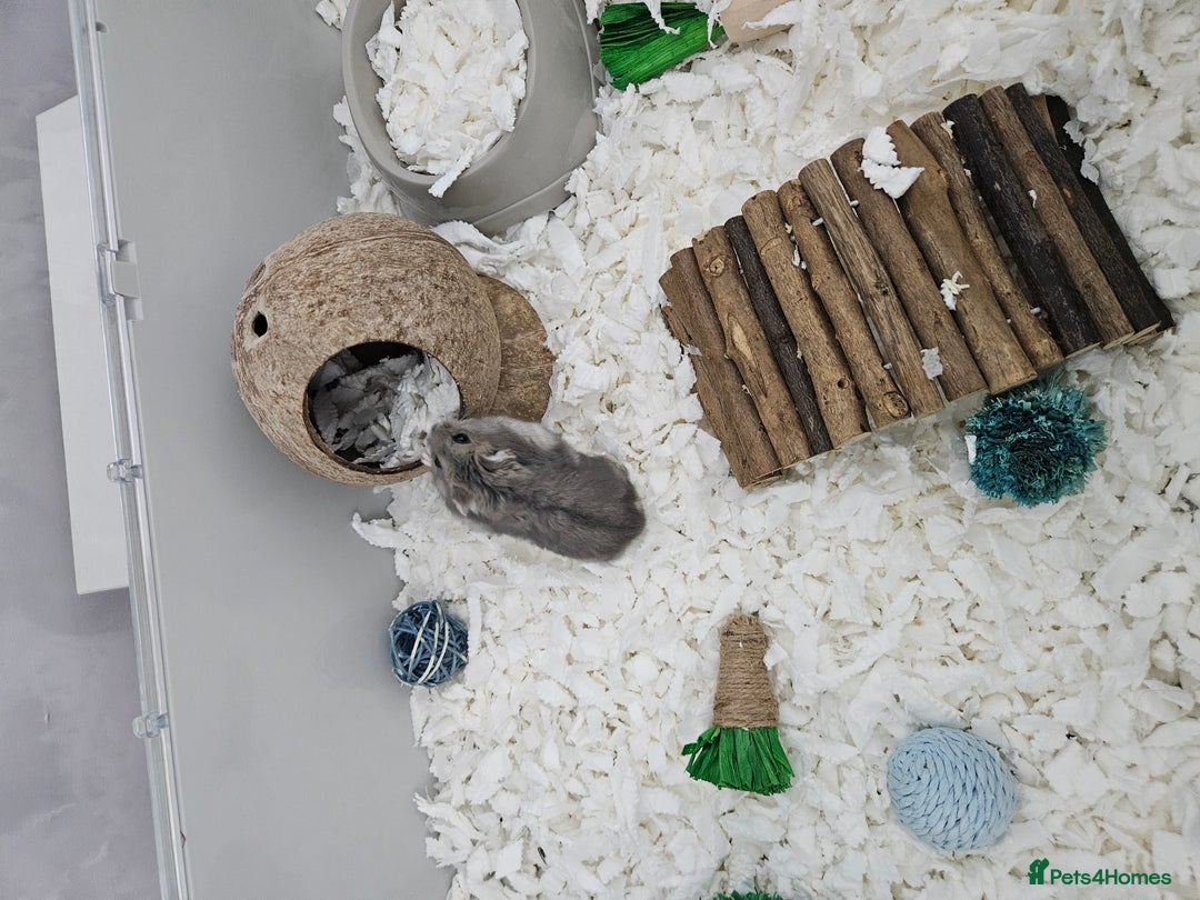 Hamster rodents for sale: Hamster and cage free to good home - Image 2