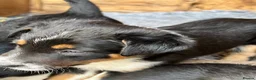Border Collie dogs for sale: Male border collie pups  in Selby - Advert 2