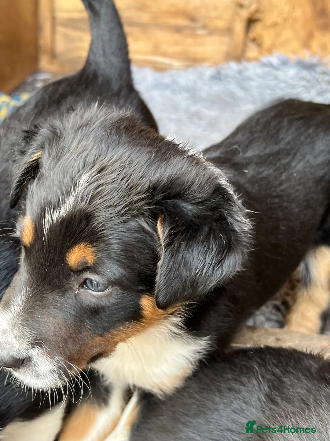 Border Collie dogs for sale: Male border collie pups  in Selby - Advert 2
