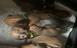 Miniature Dachshund dogs for sale: Miniature dachshund   in Blackpool - Image 11