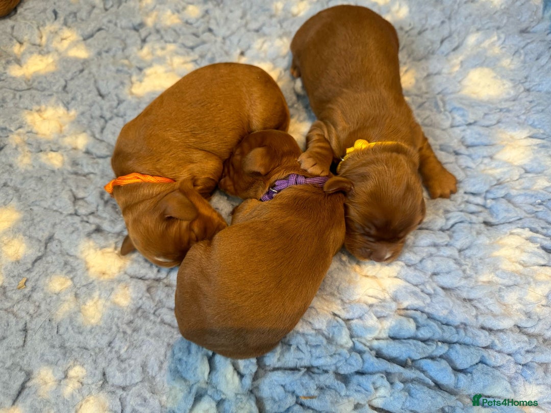 Cocker Spaniel dogs for stud: KC REGISTERED COCKER SPANIEL STUD in Worcester - Image 9