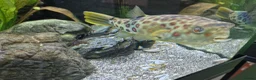 Pufferfish fish for sale: Cross River pufferfish  - Advert 1