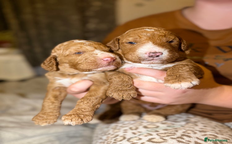 Goldendoodle dogs Beautiful Rainbow Litter of Goldendoodles - Advert 2