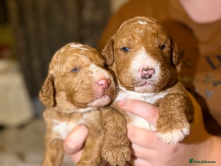 Goldendoodle dogs Beautiful Rainbow Litter of Goldendoodles - Advert 6