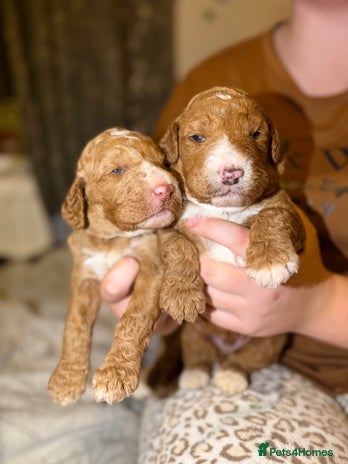 Goldendoodle dogs Beautiful Rainbow Litter of Goldendoodles - Advert 2