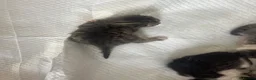 Mixed Breed cats for sale: Mixed short haired British blue kittens in Ware - Advert 17