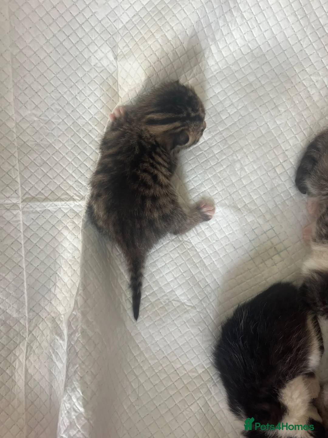 Mixed Breed cats for sale: Mixed short haired British blue kittens in Ware - Advert 17