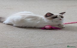 Ragdoll cats for sale: Kitty Ragdoll  - Image 6