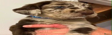 Labradoodle 2