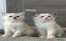 Ragdoll cats for sale: Attention🎈Rare Kitten  - Image 23