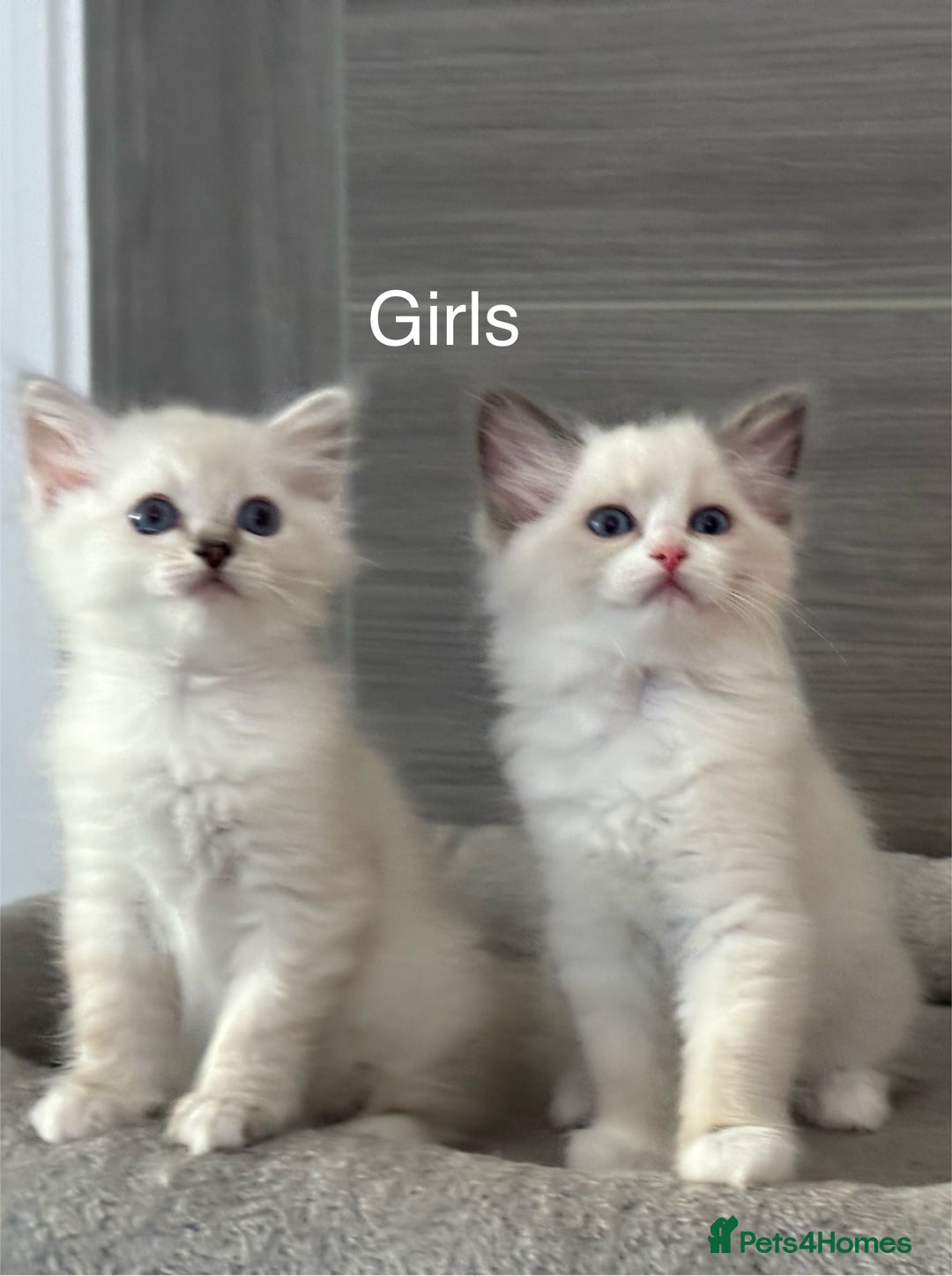 Ragdoll cats for sale: Attention🎈Rare Kitten  - Image 23