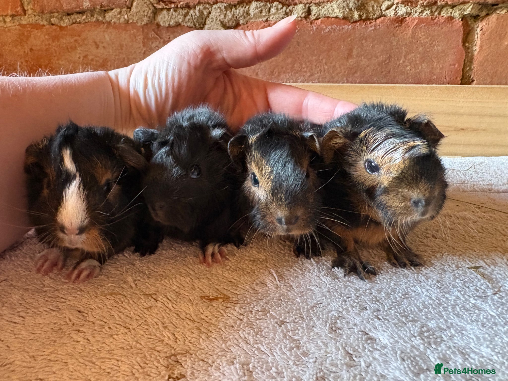Guinea Pig rodents for sale: Baby Guinea Pigs  - Advert 3