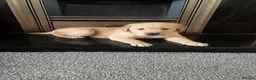 Golden Retriever dogs for sale: 3 Golden Retriver Puppies - Advert 12