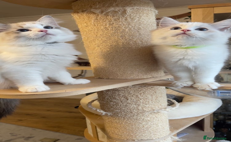 Ragdoll cats ✨ Gorgeous Ragdoll Kittens ✨ - Advert 5